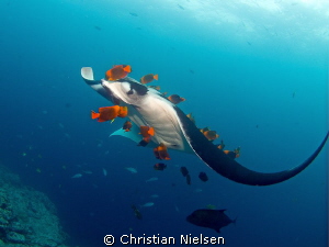Manta ray getting a good cleaning from a school of clario... by Christian Nielsen 